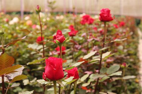 Como Plantar Rosas Técnicas Para Cultivar Roseiras No Jardim