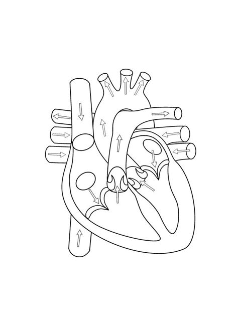Heart Outline Drawing At Getdrawings Free Download