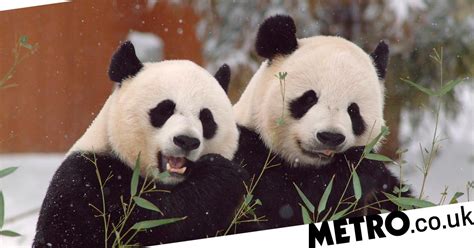 Giant Pandas Are No Longer Endangered But Still Vulnerable China Says