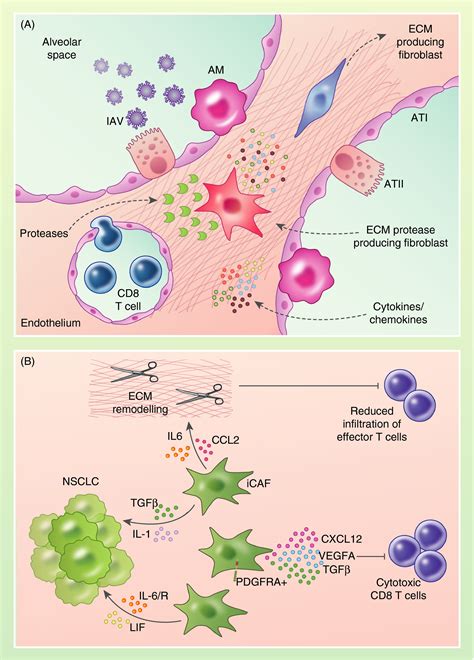 Stromalimmune Cell Crosstalk Fundamentally Alters The Lung