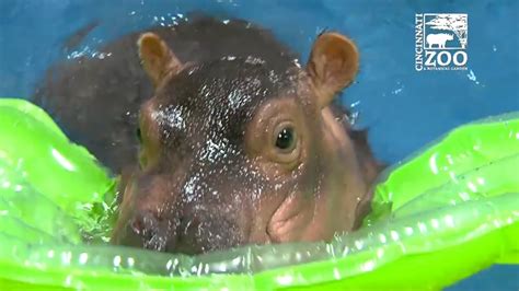 Adorable Baby Hippo Splashes Around In The Pool Abc7 San Francisco