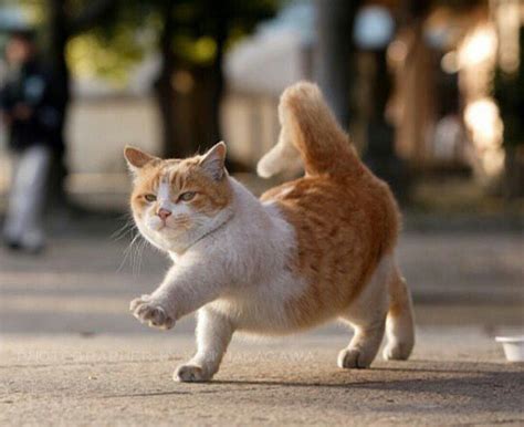 Animáls에 있는 Ashley A님의 핀 사랑스러운 새끼 고양이 고양이 유머 귀여운 고양이 사진