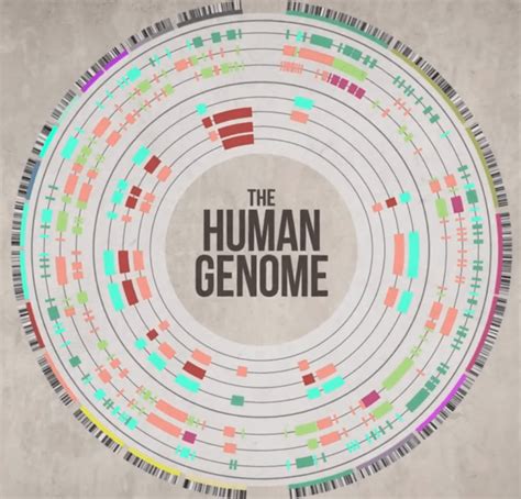 Ted Ed Human Genome Dnaexplained Genetic Genealogy