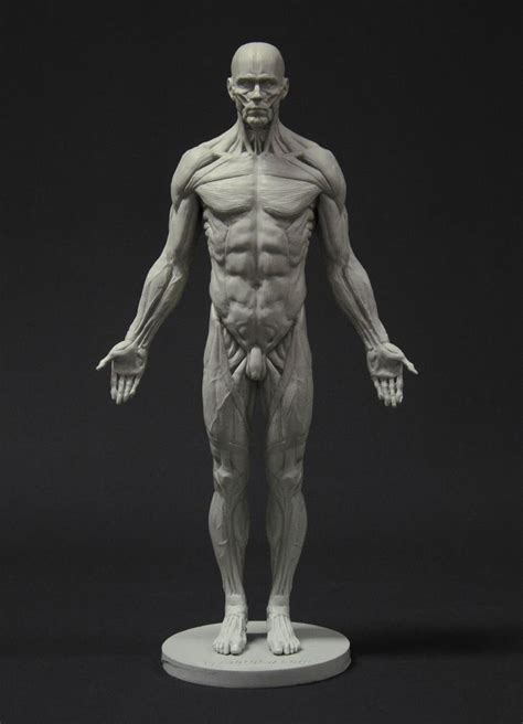 Male Full Ecorche Reference Figure By 3dtotal Staff 700px X 970px Man