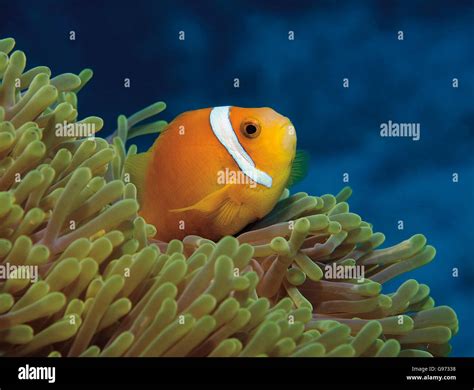 Pink Clownfish Amphiprion Perideraion Sheltering In Anemone On Coral