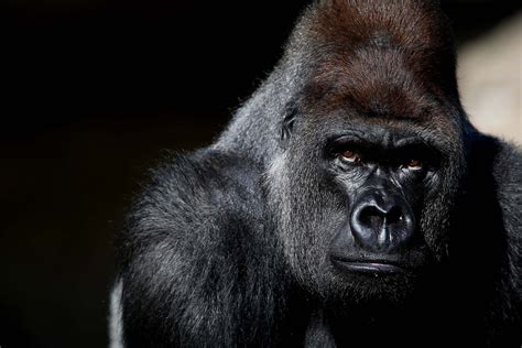 Western Lowland Gorilla Full Hd Wallpaper And Background Image