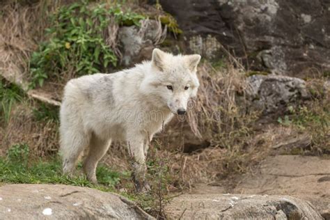 Arctic Wolves In A Forest Stock Image Image Of Beast 78193165