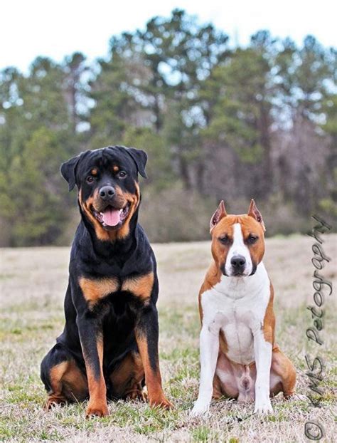 Rottweiler And Pitbull My Future Combination Of Pets