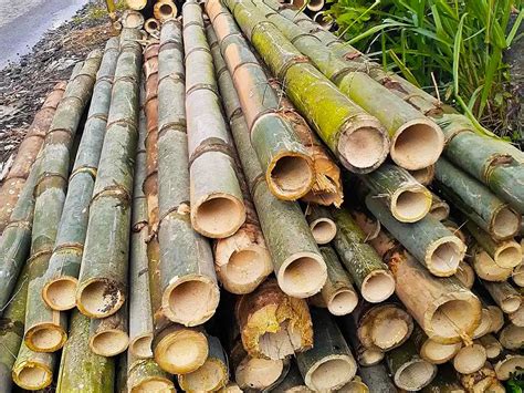 Pile Of Bamboo For Sale 8924458 Stock Photo At Vecteezy