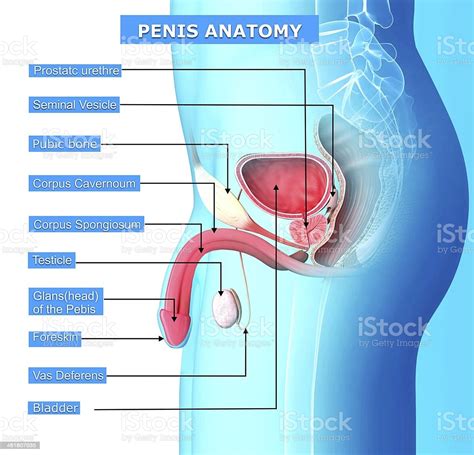See more ideas about anatomy reference, anatomy, man anatomy. Male Reproductive System Stock Photo - Download Image Now - iStock