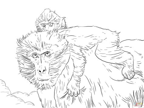 This coloring page of baboon is a fun method of building hand muscles and dexterity in preparation for writing skills. Baboon coloring pages download and print for free
