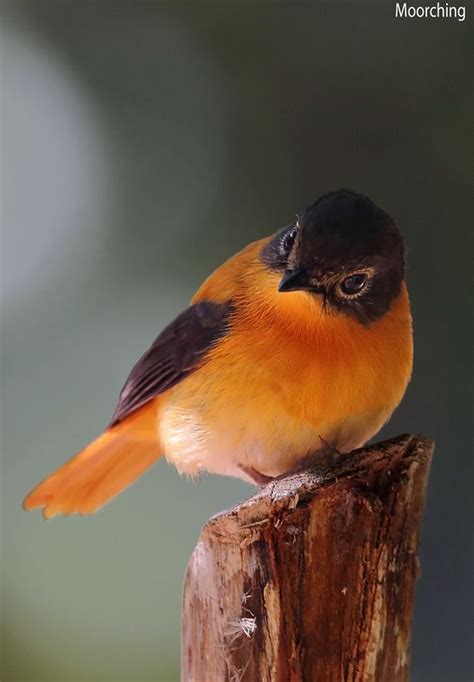 481 Best Aves Thrushes Robins And Flycatchers Images On Pinterest