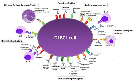 Cancers Free Full Text Monoclonal Antibodies In The Treatment Of