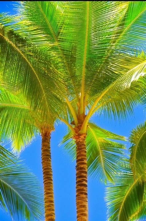 Palm Trees Are So Beautiful Palm Trees Beautiful Tree Tropical Tree