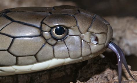 Interesting Facts And Information About Deadly Cobra Snake