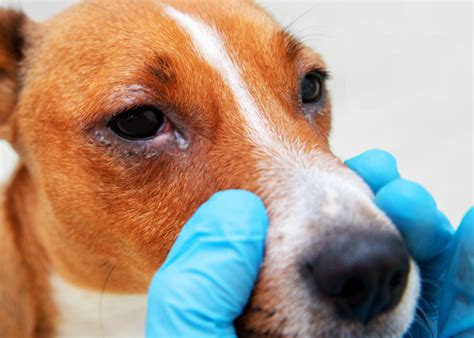 Understanding Nasal Tumors In Dogs Top Dog Tips