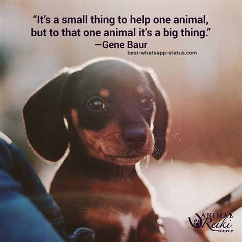 Quotes contained on this page have been double checked for their citations, their accuracy and the impact it. {50} + Best Animal Lover Quotes That touch your Heart | Animal lover quotes, Kindness to animals ...