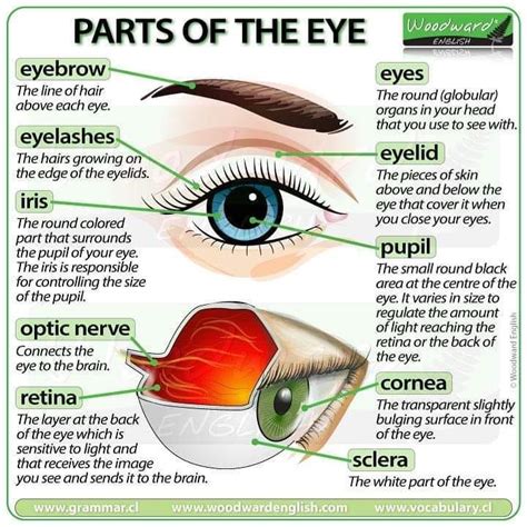 Partes Del Ojo En Ingles Seo Positivo Images