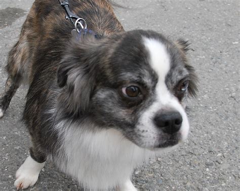 Ryker Rules Alaska: Have you seen a Boston Terrier Aussie mix?