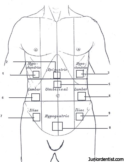 So for a systematic and effective analysis of a patient, these 9 regions of the abdomen are assessed by the doctors for any tenderness or pain. Abdominal regions