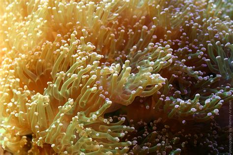 Coral Glow Photograph By Remmy Aremen