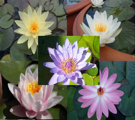 Assorted Tropical And Hardy Mixed Lily 5 Pack Next Available December