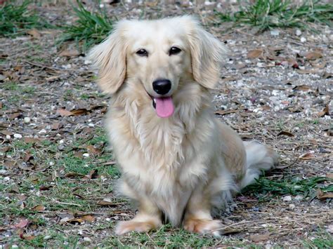 Summer, cream long haired mini dachshund. | Long haired mini dachshund, Mini dachshund, Dachshund