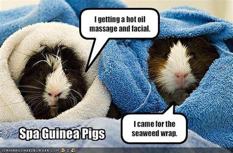 Funny Guinea Pig Picture Funny Animal