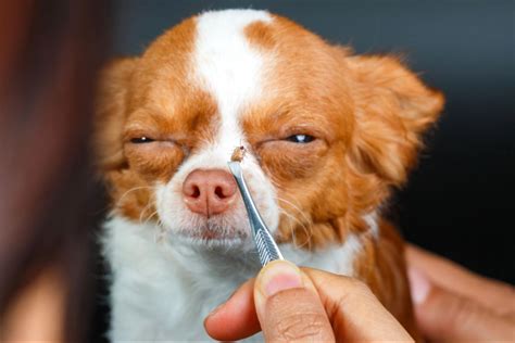 How Do I Remove A Tick On A Dog I Pettable I Esa Experts
