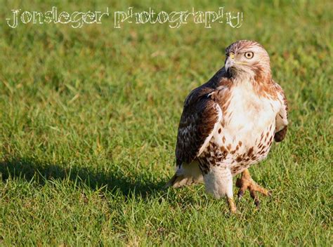 Northern hawk owl (surnia ulula). Northern Illinois Birder: Year Round Birds in Northern ...