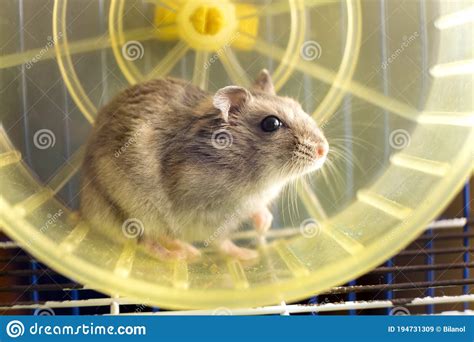 Small Gray Jungar Hamster Rat In Yellow Home Cage Stock Image Image