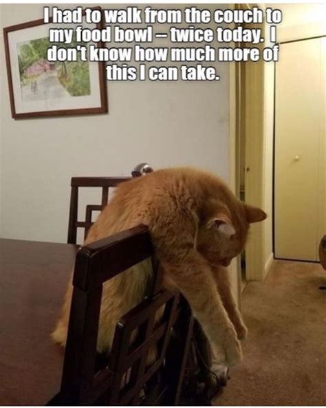 So Tired Silly Cats Pictures Funny Animals Funny Animal Memes