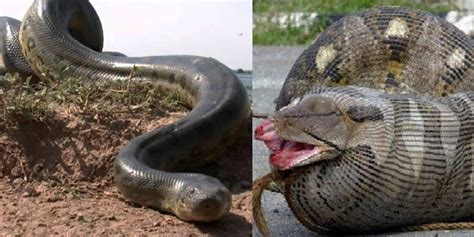 A Man Started Cutting A Giant Anaconda What He Finds Is Tru Daftsex Hd