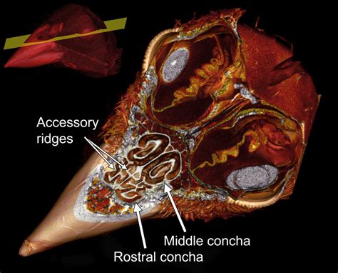 Zeiss Xradia X Ray Microscopy Reveals Inner Structure Of Birds Beak