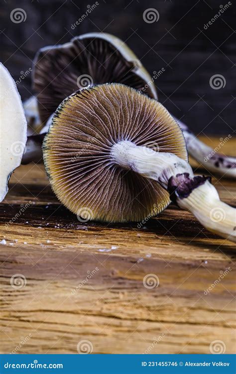 The Mexican Magic Mushroom Is A Psilocybe Cubensis Whose Main Active