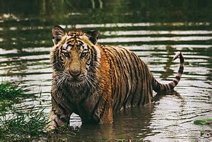 Bengal Tiger Hd Wallpaper Wallpaper Flare