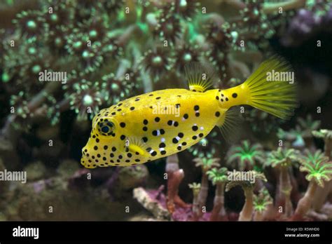 Pufferfish Swimming Underwater Indonesia Stock Photo Alamy