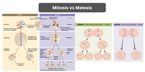 Differences Between Mitosis And Meiosis Mitosis Vs Meiosis