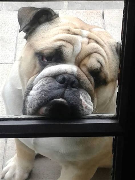 Whether you want a new puppy or a rescue dog we love the variety as we are all also different! The "look" that melts every Bully Mom & Dad. Posted on ...