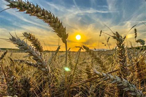 Optimistic forecast for the wheat harvest in Bulgaria | Nieuwsbericht ...