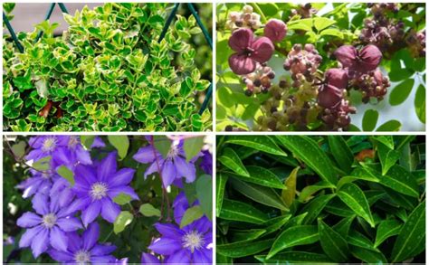 10 Best Plants For Fence Lines Garden Lovers Club
