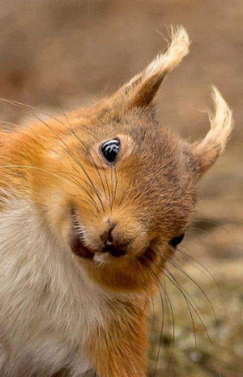 Daily gifs mix part 563 fun. 10 Super Happy Animals - Animals | Katalay.net