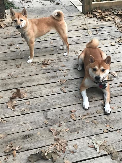 Everything crypto and a place to talk about your holding issues! Shiba Inu Subreddit