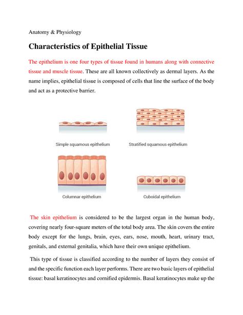 Characteristics Of Epithelial Tissue Anatomy And Physiology
