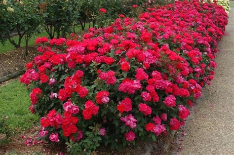 Knockout Roses Are Cold Hardy Pest And Disease Resistant Low