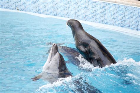 Seal And Dolphin Stock Image Image Of Mammal Nature 33032339