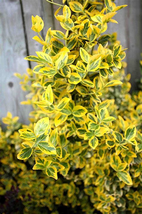 30 Best Shrubs For Shade In Your Yard Shade Landscaping Shade Loving