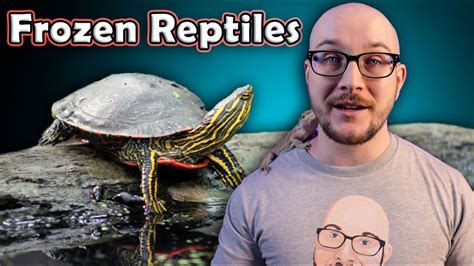 How Do Reptiles And Amphibians Survive The Winter Turtle Butt