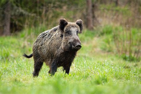 Alert Male Wild Boar Standing High Quality Animal Stock Photos