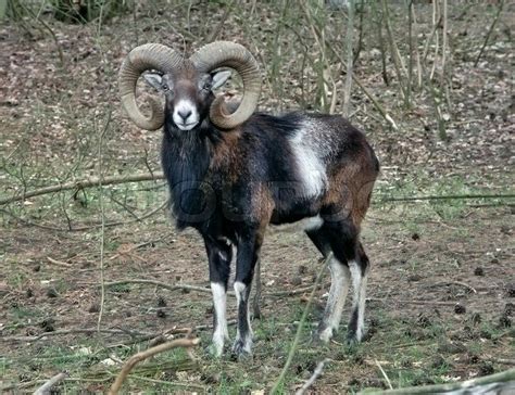 European Mouflon Sheep Sheep Breeds Animals Wild Big Horn Sheep